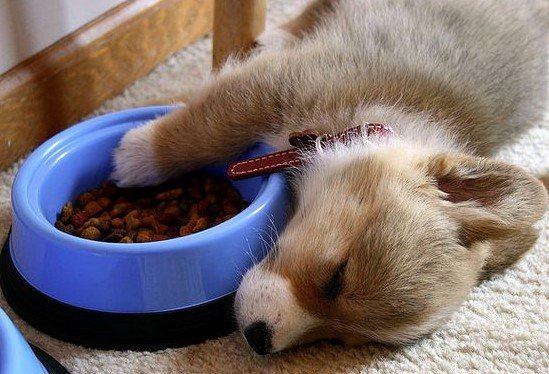 sleepy food